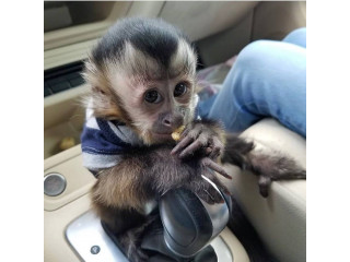 Finger Marmoset Monkeys For Sale
