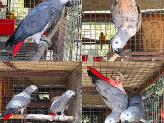 African Grey Parrots For Sale / Macaw Parrots For Sale / Peacocks Fowls For sale Whats App +1 209 436 9880