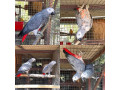 african-grey-parrots-for-sale-macaw-parrots-for-sale-peacocks-fowls-for-sale-whats-app-1-209-436-9880-small-0