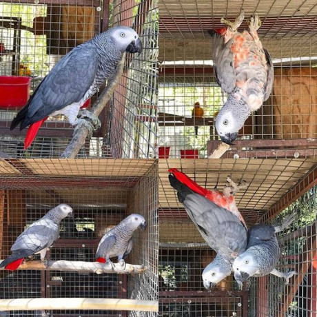 african-grey-parrots-for-sale-macaw-parrots-for-sale-peacocks-fowls-for-sale-whats-app-1-209-436-9880-big-0