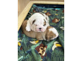 twee-prachtige-mannelijke-en-vrouwelijke-engelse-bulldogs-zijn-klaar-voor-adoptie-small-0