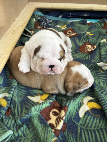 twee-prachtige-mannelijke-en-vrouwelijke-engelse-bulldogs-zijn-klaar-voor-adoptie-big-0