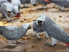 sweet-and-lovely-african-grey-parrots-for-adoption