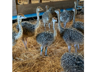 Healthy ostrich chicks and eggs