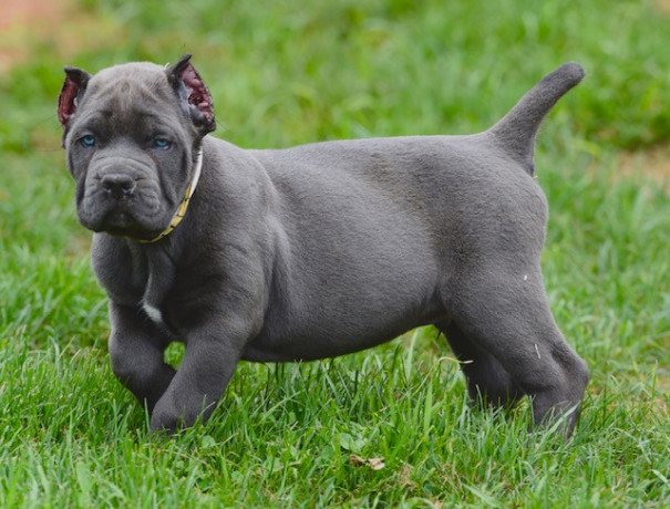 cane-corso-puppies-for-sale-big-0