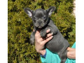 french-bulldog-puppies-for-sale-small-0