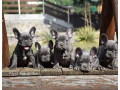 french-bulldog-puppies-for-sale-small-1