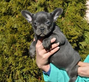 french-bulldog-puppies-for-sale-big-0