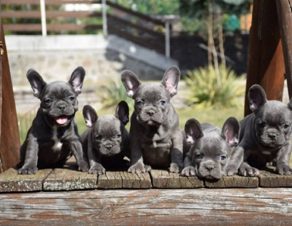 french-bulldog-puppies-for-sale-big-1