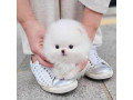 purebred-pomeranian-puppies-available-small-1