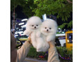 purebred-pomeranian-puppies-available-small-0