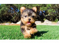 yorkshire-terrier-puppies-for-sale-small-1