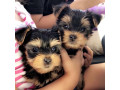 yorkshire-terrier-puppies-for-sale-small-0