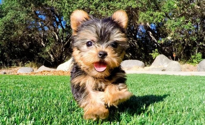 yorkshire-terrier-puppies-for-sale-big-1