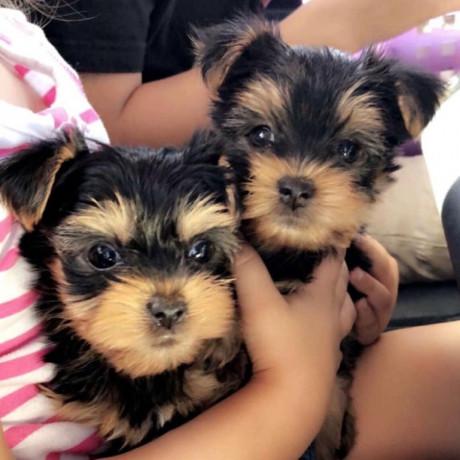 yorkshire-terrier-puppies-for-sale-big-0