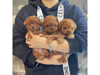 Beautiful Poodles Puppies