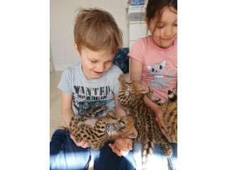 Serval , lynx and caracal kittens available