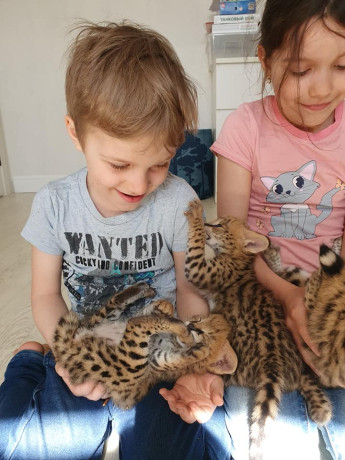 serval-lynx-and-caracal-kittens-available-big-0