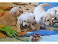 golden-retriever-bichon-frise-puppies-for-sell-small-0