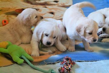 golden-retriever-bichon-frise-puppies-for-sell-big-0