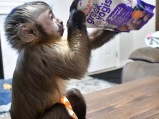 lovely-capuchin-monkeys-for-sale