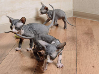 Pretty Sphinx Kittens available