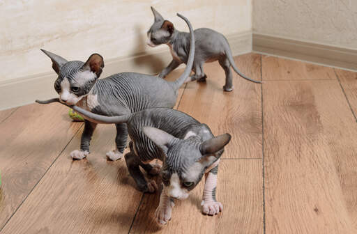 pretty-sphinx-kittens-available-big-0