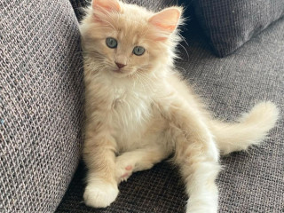 hypoallergenic-siberian-cats