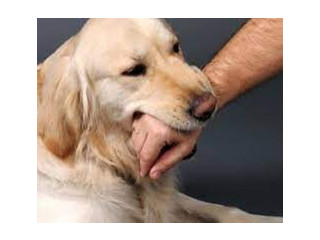 Dog Attack Injury Attorney Palm Desert
