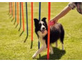 dog-behavior-specialist-phoenix-small-0