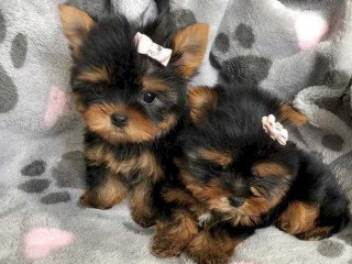 adorable-male-and-female-teacup-yorkie-puppy-available