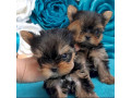 perfect-male-and-female-yorkie-small-0