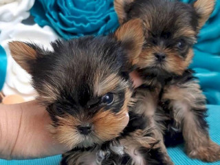 perfect-male-and-female-yorkie