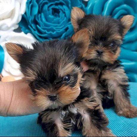 perfect-male-and-female-yorkie-big-0