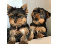 cute-akc-teacup-yorkie-puppies-small-0