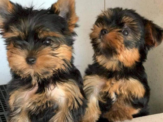 cute-akc-teacup-yorkie-puppies