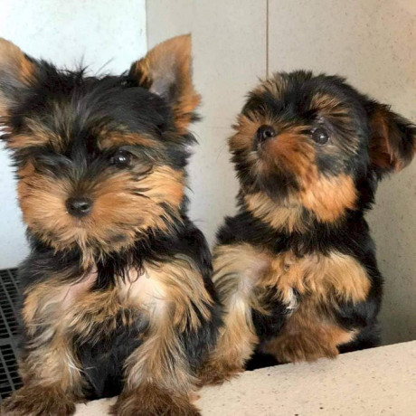 cute-akc-teacup-yorkie-puppies-big-0