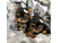 akc-gorgeous-teacup-yorkie-puppies-small-0