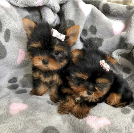 akc-gorgeous-teacup-yorkie-puppies-big-0