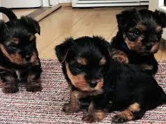 beautiful-male-yorkie-puppy