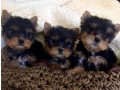 super-tiny-teacup-male-yorkie-puppy-small-0