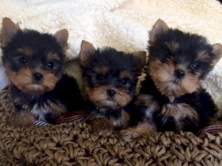 Super tiny teacup male Yorkie puppy