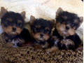 super-tiny-teacup-male-yorkie-puppy-small-0