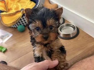 Affectionate and Affordable yorkie Puppies