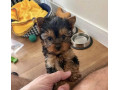 affectionate-and-affordable-yorkie-puppies-small-0