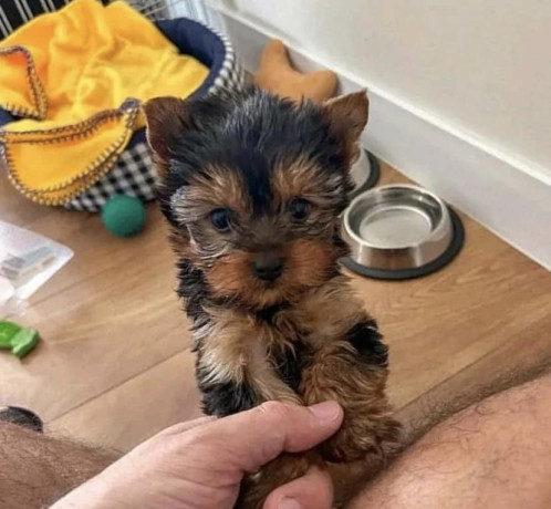 affectionate-and-affordable-yorkie-puppies-big-0