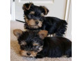 super-teacup-sized-yorkie-small-0