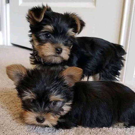 super-teacup-sized-yorkie-big-0