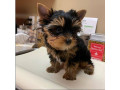 pure-bred-yorkie-puppies-small-0