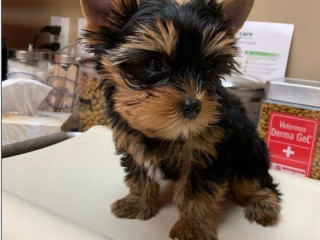 pure-bred-yorkie-puppies